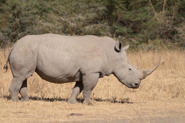 Obraz premium Rhinoceros walks in the grassland of Lake Nakuru National Park Kenya Africa