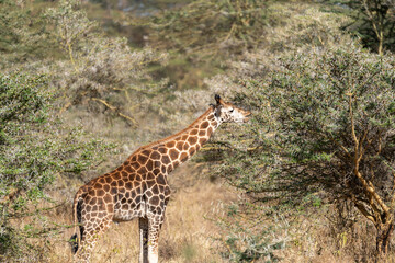 Naklejka na ściany i meble Giraffe eats an acacia thorn tree, in Lake Nakuru National Park Kenya