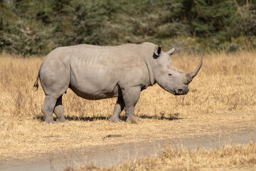 Rhinoceros walks in the grassland of Lake Nakuru National Park Kenya Africa