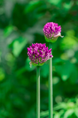 Giant allium flower heads in sunshine