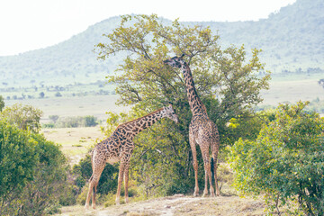 Two giraffes eat off of an acacia thorn tree in Masaai Mara Reserve Kenya