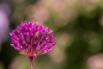 Giant allium flower heads in sunshine