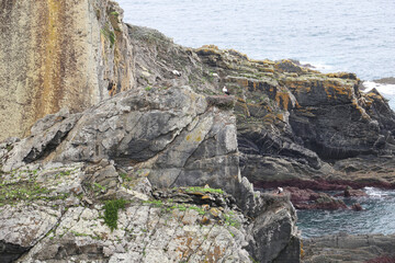 Fototapeta na wymiar Beautiful cliffs of Sardao Cape with white storks