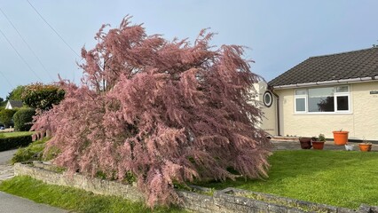Tree with purple / red blossom