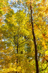 A hike through the woods with beautiful fall colors