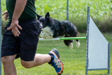 Border collie jumping over the hurdle during agility training outdoors. Stimulated by the owner.
