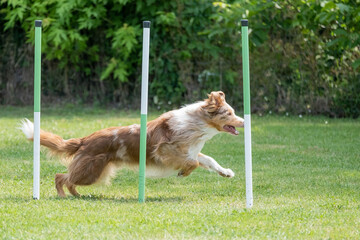 The border collie dog breed faces the hurdle of slalom in dog agility competition.
