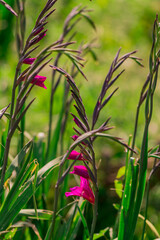 Gladiolus flower on green nature background