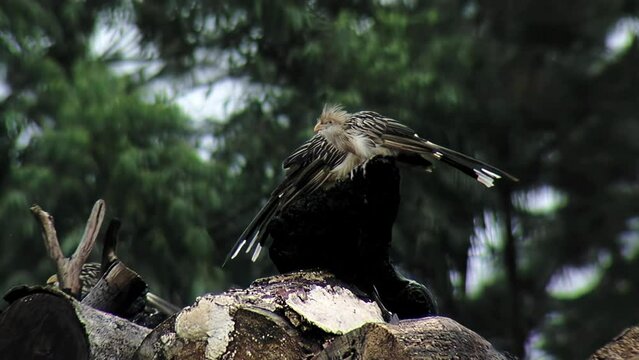 South American Guira Cuckoo (Guira guira) in the Woods, Misiones Province, Argentina. Close Up.