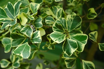 Ficus triangularis variegata in the garden.