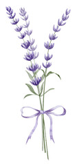 Bouquet of Lavender Flowers with purple ribbon. Hand drawn watercolor illustration on white isolated background for greeting cards or wedding invitations. Floral Province drawing for icon or logo.