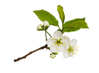 Fresh flowers and leaves of prunus tree isolated on white or transparent background - obrazy, fototapety, plakaty