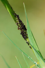 Insects parasites of aphids on green leaves