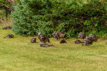 Wild Turkeys Resting In The Grass In September