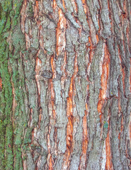 Maple bark close-up. The Latin name is Acer saccharum. Acer barrel texture. Background from living wood. Skin of the forest nature.