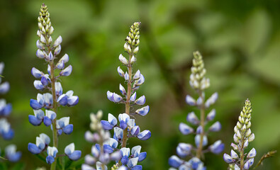 purple blue lupine blooming in the prairie on a spring day