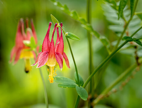 beautiful red columbine blooms in the sun on a spring day