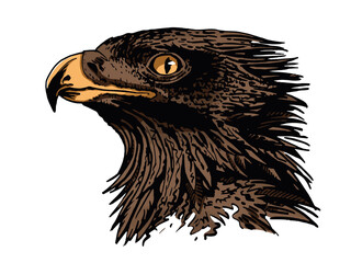Vector color portrait of eagle ,graphical element of bird on white background
