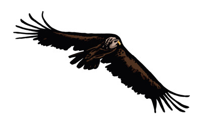 Grapical color  vulture isolated on white background, vector illustration .
