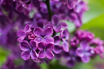 Fototapeta na wymiar Flowering purple lilac close up
