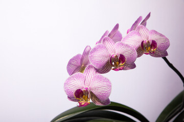 phalaenopsis shanghai on white background