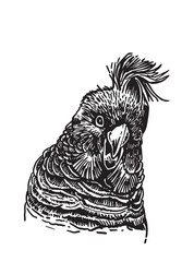 Fototapeta premium Graphical parrot portrait isolated on white,vector element of bird.Ink pen parrot