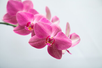 Fototapeta na wymiar Flowering pink orchid phalaenopsis happy carol on a white background