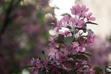 Blooming pink apple tree in the garden close-up