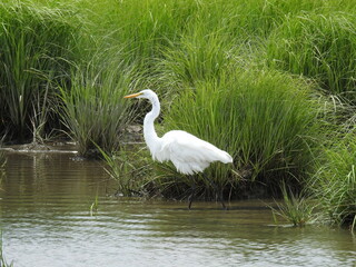 Great egret wading through the shallow wetland waters of the Edwin B. Forsythe National Wildlife Refuge, Galloway, New Jersey.