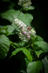 Bee Landing On a Flowering Tropical Flower. Seen in a rain forest environment on the island of Kauai, Hawaii.