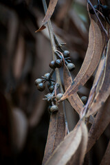 Close Up View of Eucalyptus Leaves. Found in a eucalyptus forest on the island of Kauai. The leaves make for an interesting abstract pattern.