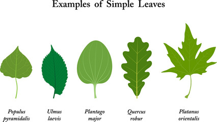 Examples of simple leaves. Populus, Ulmus laevis, Plantago major, Quercus robur, Platanus orientalis. 
