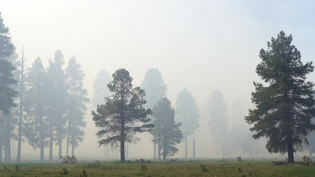 Crater Sinks Northern Arizona Prescribed Burn Forest Wildfire, Pine Trees, America, USA 2023.