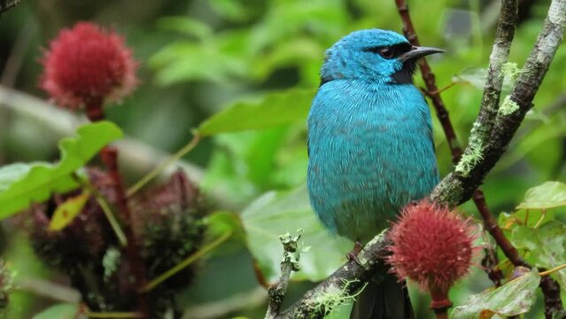 Bird close up. Turquoise honeycreeper. Blue dacnis (Dacnis cayana) male.
