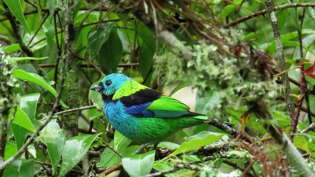 Green-headed tanager (Tangara seledon).  Brightly colored bird found in the Atlantic forest. 