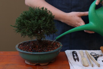 Shimpaku ( Juniperus) bonsai in a wooden surface beeing watered. Woman with a watering can on the hands.