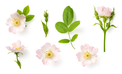set / collection of delicate wild roses, flowers, buds and a leaf, isolated over a transparent background, cut-out romantic wildflower or garden design elements, top view / flat lay - 611481024