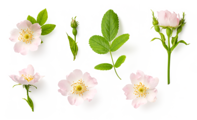 set / collection of delicate wild roses, flowers, buds and a leaf, isolated over a transparent background, cut-out romantic wildflower or garden design elements, top view / flat lay