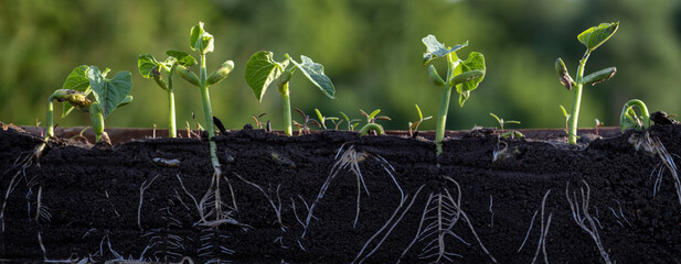 Young shoots of beans with roots in the soil.