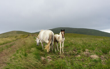 Obraz premium Mare and foal on free grazing. Horses on the mountain pastures of the Ukrainian Carpathians