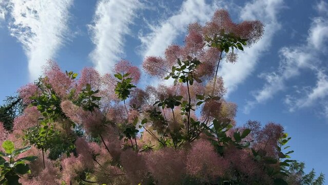 Scumpia coggigria Cotinus tree, fog tree, Smoketree, Fustet, Venetian, sumac, Smokebush, Wigtree, Smoke Bush,  smoketree, Smoke Bush, Smoke Tree,  Smoketree, Wig 