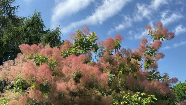 Scumpia coggigria Cotinus tree, fog tree, Smoke tree, Fustet, Smoke bush in the park.