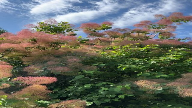 Scumpia coggigria Cotinus tree, fog tree, Smoketree, Fustet, Venetian, sumac, Smokebush, Wigtree, Smoke Bush, smoketree, Smoke Bush, Smoke Tree, Smoketree, Wig, vertical video.
