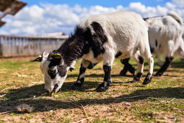 Group of small white and black american pygmy (Cameroon goat) closeup detail on head with horns, blurred farm with more animals background