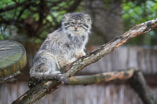 Pallas's cat - Otocolobus manul - resting on wooden branch