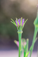Fototapeta premium Mcro photography of Purple Salsify flower