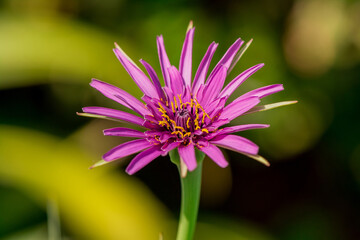 Mcro photography of Purple Salsify flower