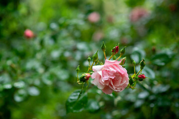 pink rose bud on a bush close macro