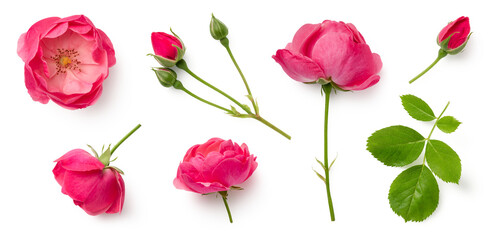  set / collection of beautiful pink roses, flowers, buds and leaf, isolated over a transparent background, cut-out floral, perfume / essential oil or garden design elements, top view / flat lay, PNG - 611484250