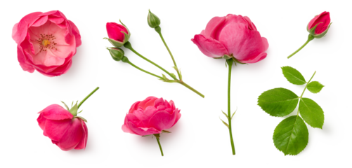  set / collection of beautiful pink roses, flowers, buds and leaf, isolated over a transparent background, cut-out floral, perfume / essential oil or garden design elements, top view / flat lay, PNG